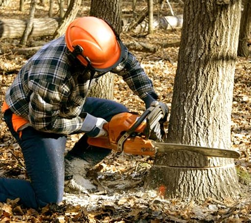 Tree Removal in Spencer, VA